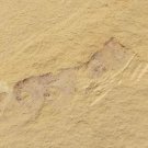 Cambrian fossil unknown neg, professional teaching #k54