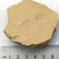 #Cambrian fossil unknown neg, professional teaching #k54
