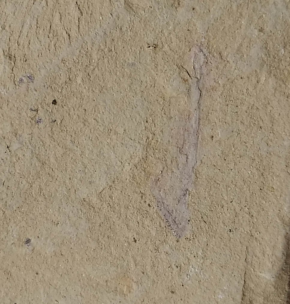 #Cambrian fossil unknown , professional teaching #k55