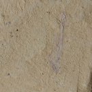 Cambrian fossil unknown , professional teaching #k55