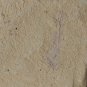 #Cambrian fossil unknown , professional teaching #k55