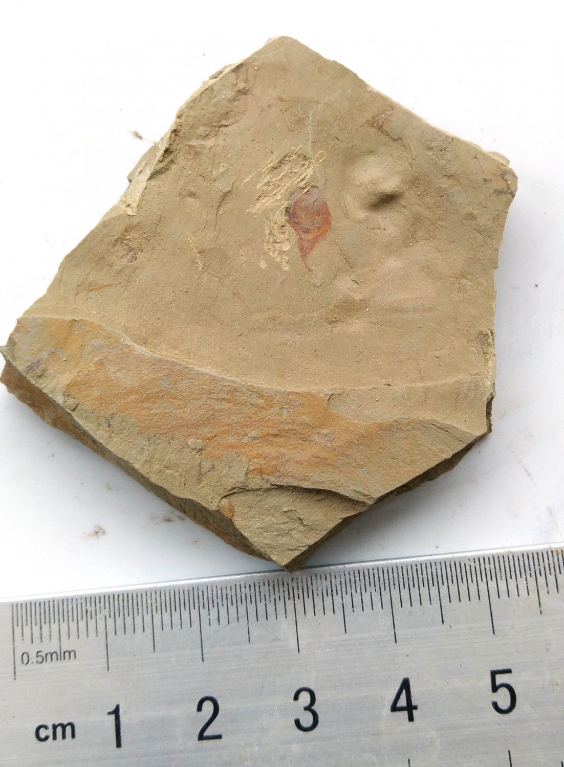 Cambrian fossil unknown , professional teaching #k58