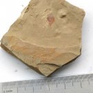 Cambrian fossil unknown , professional teaching #k58
