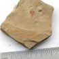 Cambrian fossil unknown , professional teaching #k58