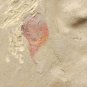 Cambrian fossil unknown , professional teaching #k58