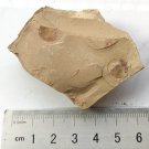 Cambrian fossil Diandongia pista , professional teaching #k59