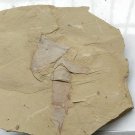 Cambrian fossil Guangweicaris spinatus , professional teaching,cool #k60