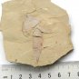 #Cambrian fossil Guangweicaris spinatus , professional teaching,cool #k60