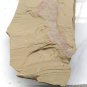 #Cambrian fossil Guangweicaris spinatus neg, professional teaching,cool #k61