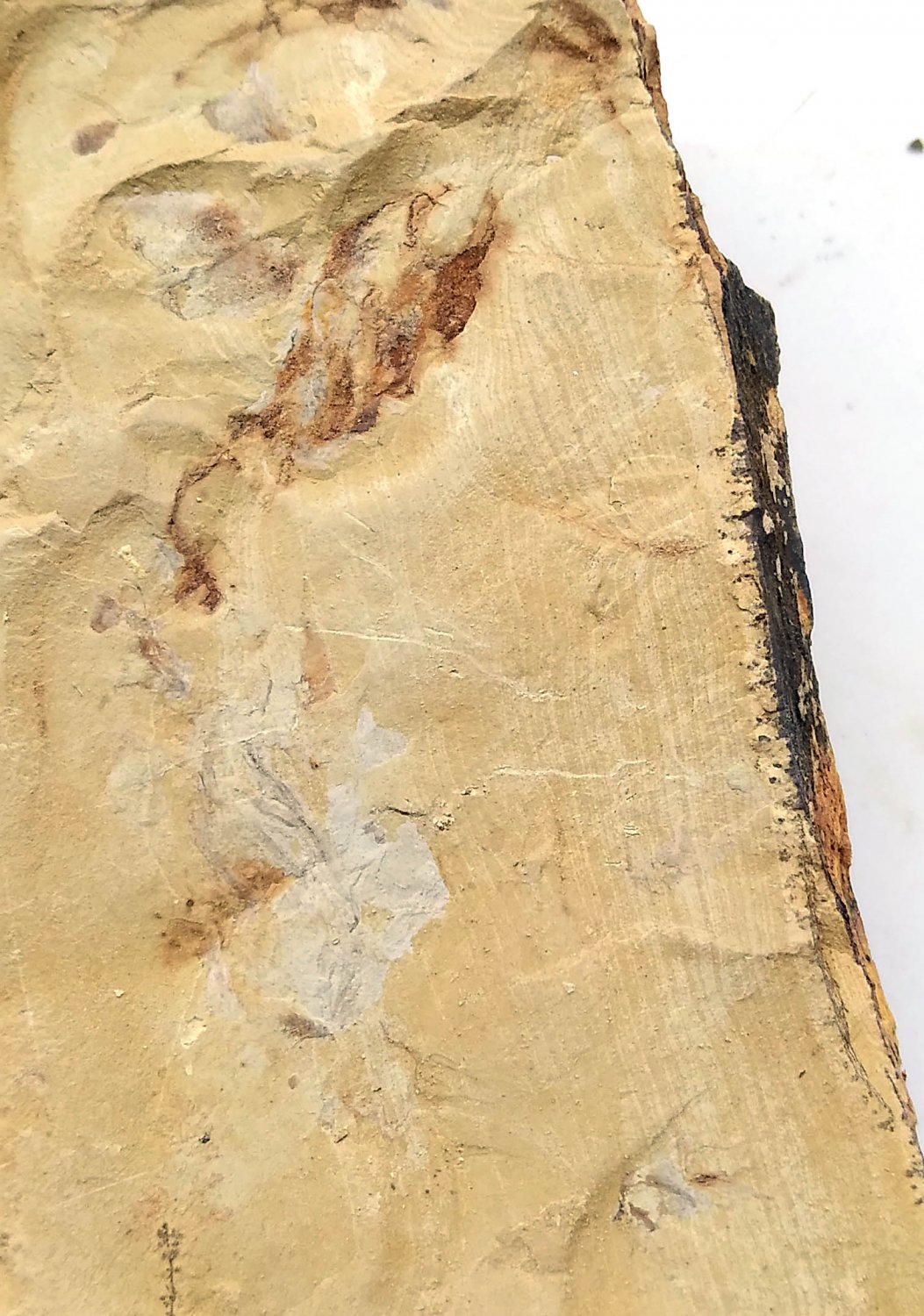 #Cambrian fossil unknown , professional teaching #k62