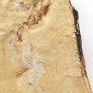 Cambrian fossil unknown , professional teaching #k62