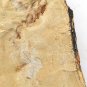 #Cambrian fossil unknown , professional teaching #k62