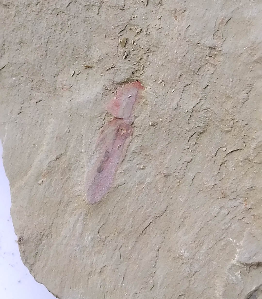 #Cambrian fossil unknown , professional teaching #k63