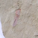 Cambrian fossil unknown , professional teaching #k63