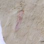 #Cambrian fossil unknown , professional teaching #k63