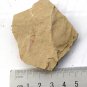 #Cambrian fossil unknown , professional teaching #k63