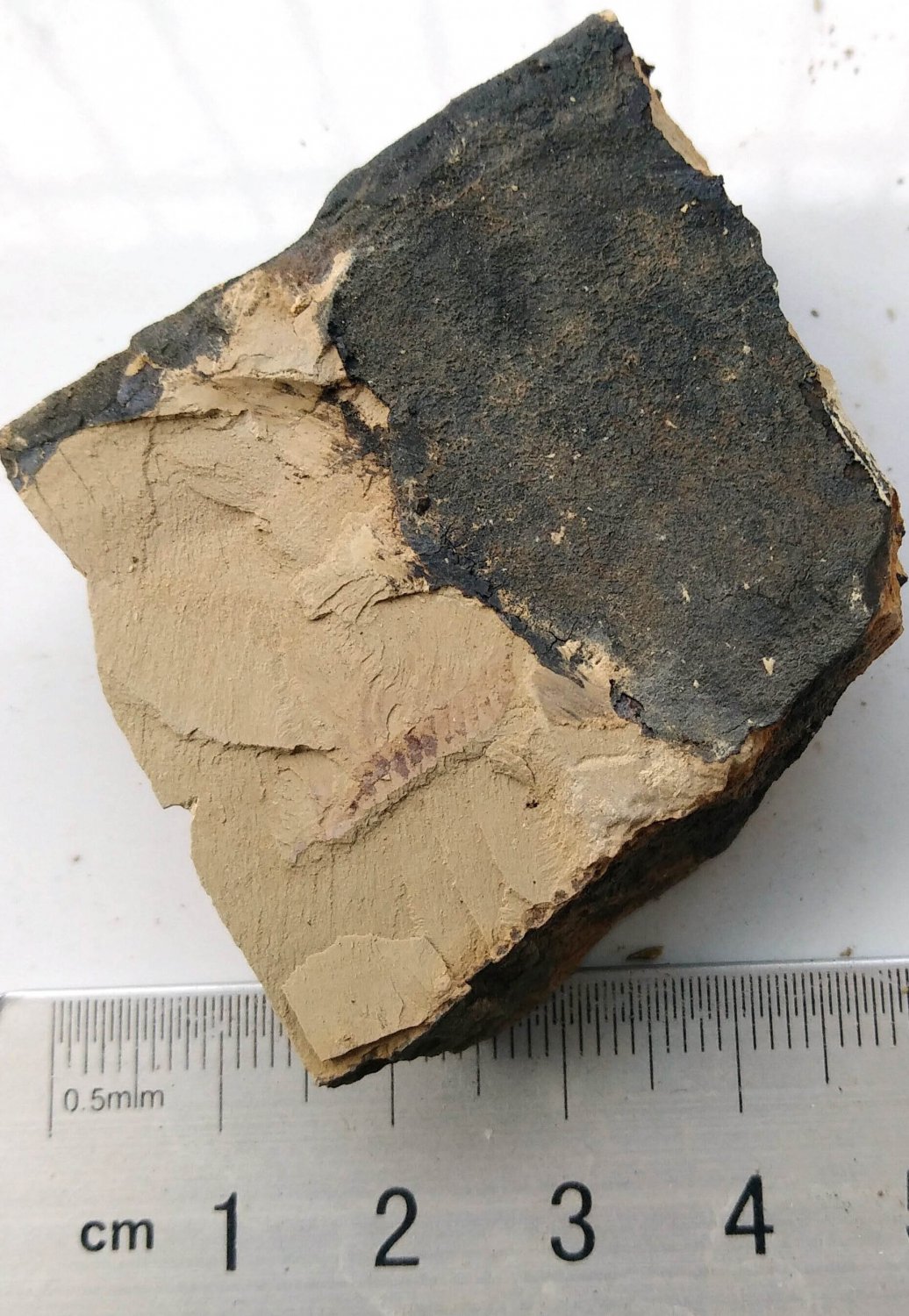 #Cambrian fossil unknown , professional teaching #k67