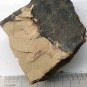 #Cambrian fossil unknown , professional teaching #k67
