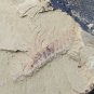 #Cambrian fossil unknown , professional teaching #k67