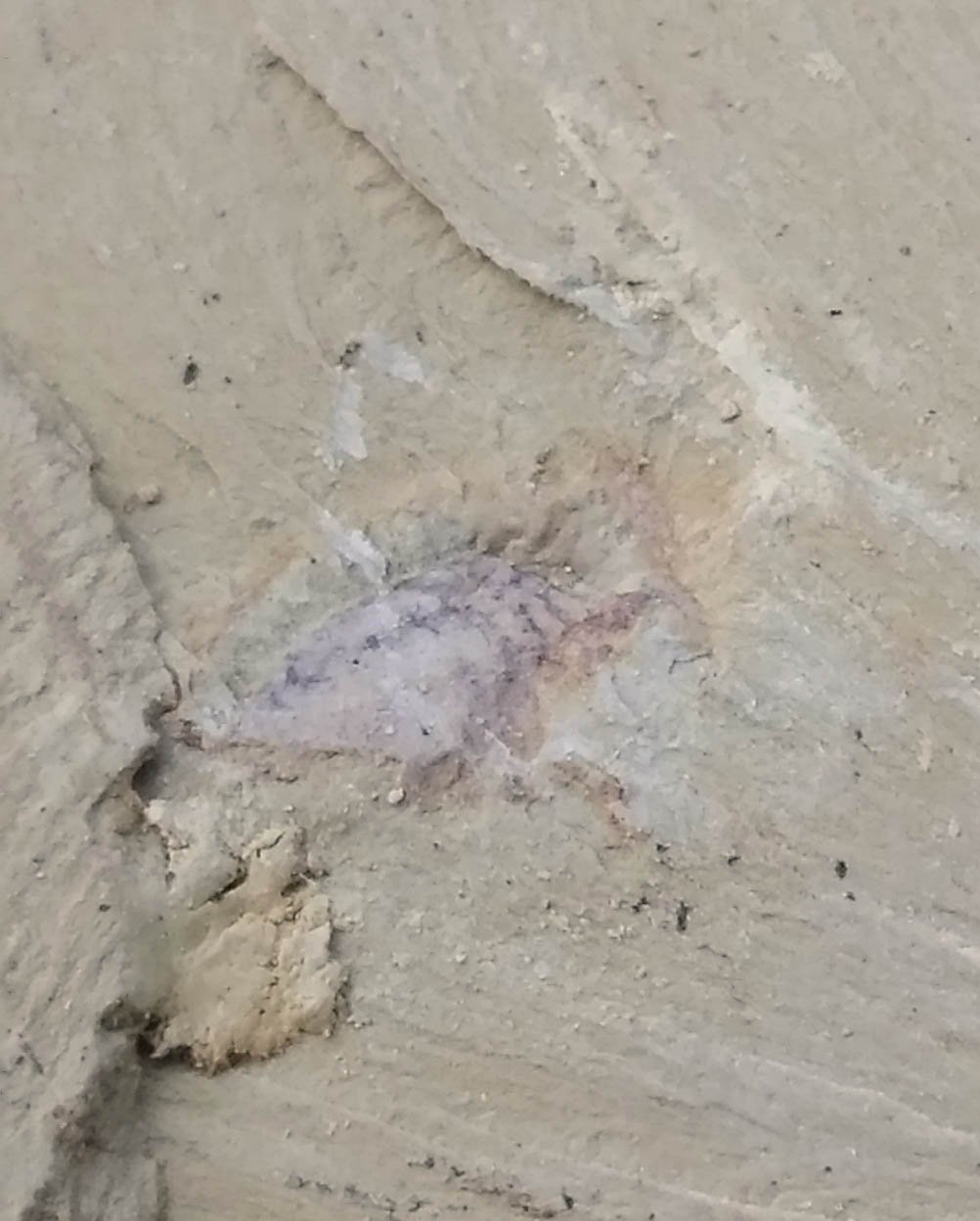 #Cambrian fossil unknown , professional teaching #k68