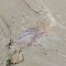Cambrian fossil unknown , professional teaching #k68