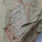 Cambrian fossil Guangweicaris spinatus neg, professional teaching,cool #k69