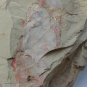#Cambrian fossil Guangweicaris spinatus neg, professional teaching,cool #k69