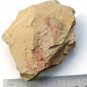 #Cambrian fossil Guangweicaris spinatus neg, professional teaching,cool #k69