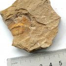 Cambrian fossil trilobite unknown , professional teaching #z01