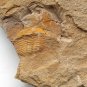 #Cambrian fossil trilobite unknown , professional teaching #z01