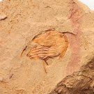 Cambrian fossil trilobite unknown , professional teaching #z04