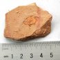 #Cambrian fossil trilobite unknown , professional teaching #z04
