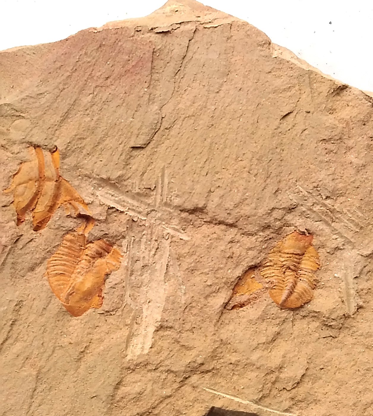 #Cambrian fossil trilobite unknown , professional teaching #z10