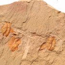 Cambrian fossil trilobite unknown , professional teaching #z10