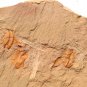 #Cambrian fossil trilobite unknown , professional teaching #z10