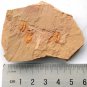 #Cambrian fossil trilobite unknown , professional teaching #z10