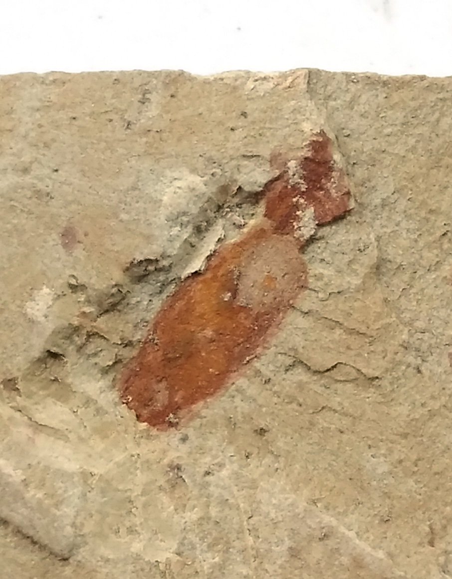 Cambrian fossil unknown , professional teaching #z12