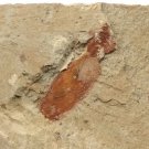 Cambrian fossil unknown , professional teaching #z12