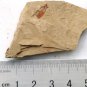 Cambrian fossil unknown , professional teaching #z12