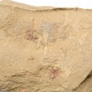 Cambrian fossil Bradoriida, professional teaching #z15