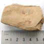 #Cambrian fossil Bradoriida, professional teaching #z15