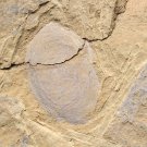 Cambrian fossil unknown , professional teaching #z18
