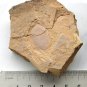 Cambrian fossil unknown , professional teaching #z18