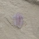 Cambrian fossil trilobite Palaeolenus lanlenoisi, professional teaching #z22