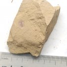 Cambrian fossil trilobite Palaeolenus lanlenoisi neg, professional teaching #z23