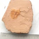 Cambrian fossil trilobite saukia, professional teaching #z24