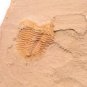 #Cambrian fossil trilobite saukia, professional teaching #z24