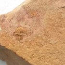 Cambrian fossil trilobite saukia, professional teaching #z25