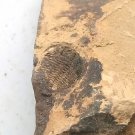 Cambrian fossil trilobite saukia, professional teaching #z26