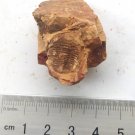 Cambrian fossil trilobite saukia, professional teaching #z28